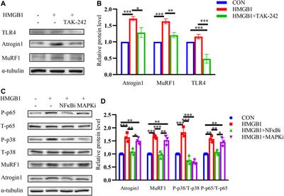 Pharmacological Inhibition of HMGB1 Prevents Muscle Wasting